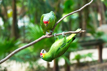 parrot bird © Pakhnyushchyy