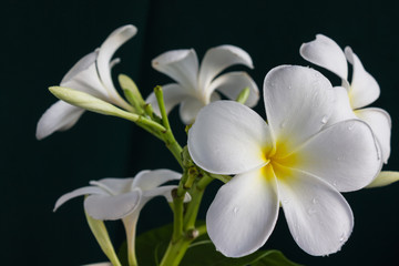 Fototapeta premium Isolate beautiful charming white flower plumeria bunch in lovely dot pattern cup on black background