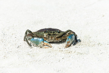 crab on beach