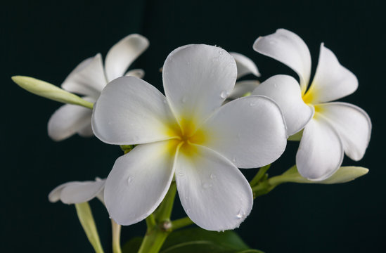 Fototapeta Isolate beautiful charming white flower plumeria bunch in lovely dot pattern cup on black background