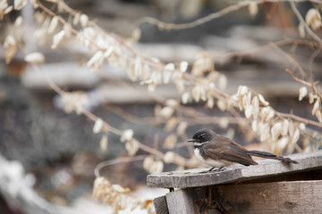 Rhipidura javanica (Pied Fantail)