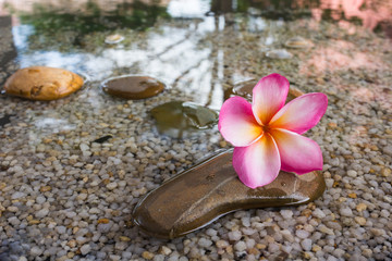 Obraz na płótnie Canvas relaxing and peaceful with flower plumeria or frangipani decorated on water and pebble rock in zen style for spa meditation mood
