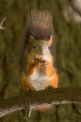 squirrel on wood background