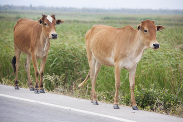 two cows on the road