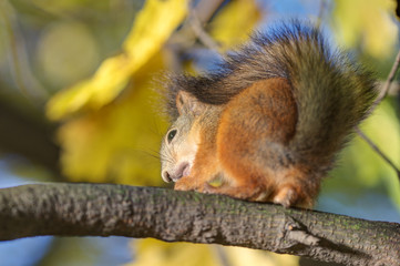 squirrel on a branch