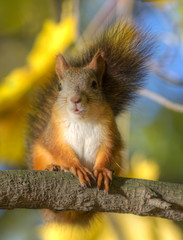 Portrait of a squirrel