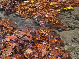 Autumn leafs in creek bed, Herbstlaub im Bachbett