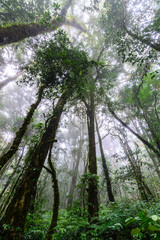 Rainforest at Doi Inthanon National Park in Chiang Mai, Thailand.