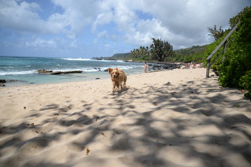 Hazel on the beach