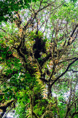 Rainforest at Doi inthanon in Chiang Mai, Thailand.