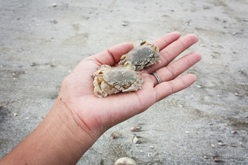 hand girl hold crab on the beach