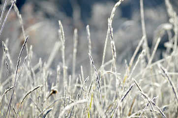 frost on the grass
