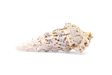Shell