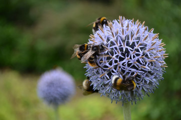 Blue Allium flower with bumblebees