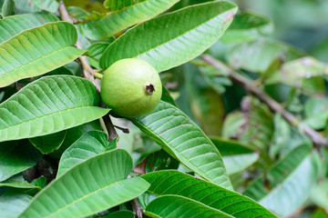 Apple Guava or Common Guava, Psidium Guajava, Goiaba or Guayaba.