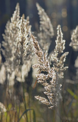 abstract background of dry grass