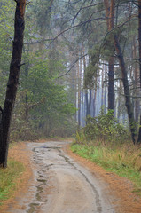 Fototapeta premium road in a forest