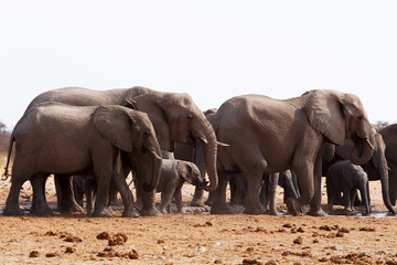 herd of African elephants drinking at a waterhole