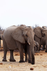 Fototapeta na wymiar herd of African elephants at a waterhole