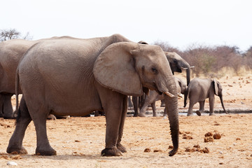 herd of African elephants at a waterhole