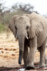 Fototapeta na wymiar African elephants at a waterhole