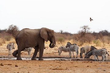 Fototapeta premium African elephants at a waterhole