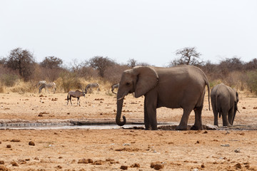 herd of African elephants at a waterhole