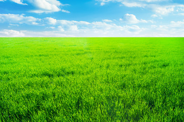 Obraz na płótnie Canvas Background image of lush grass field under blue sky