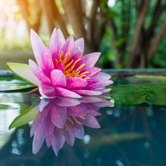 Crédence de cuisine en verre imprimé Nénuphars beau nénuphar rose ou fleur de lotus dans l& 39 étang