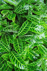 colorful of Prayer plant's leaves with rain drops(Maranta leuconeura var. erythroneura)