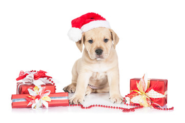 American staffordshire terrier puppy dressed in a christmas hat sitting among presents © Rita Kochmarjova