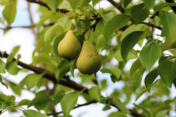 Harvest pears on the tree