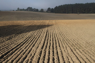 Spätsommer in Brandenburg, nach der Ernte ist vor der Ernte, frisch gepflügtes Feld in der...