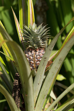 fresh pineapple in garden, Bali Indonesia