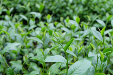 Fototapeta na wymiar Green tea bud and fresh leaves. Tea plantations.