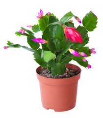 Blossoming plant of Schlumbergera