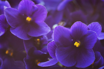 Close-up of African violets (Saintpaulia ).  Shallow depth of field, focus on near flower.
