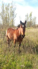 Fototapeta premium cavallo baio