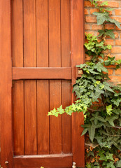 Fototapeta na wymiar Wooden shutter and ivy on brick wall