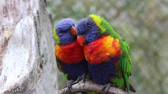 Rainbow Lorikeet Couple