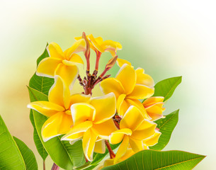 Obraz premium frangipanier, plumeria 