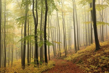 Autumn beech forest on a rainy, foggy weather