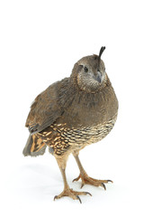female California Quail
