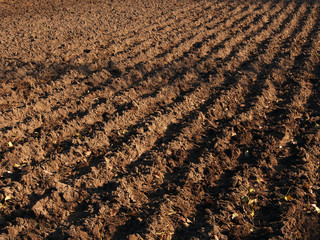 Freshly Tilled Garden Plot
