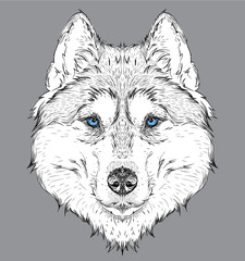 Hand draw husky portrait. Hand draw vector illustration © Sunny Whale