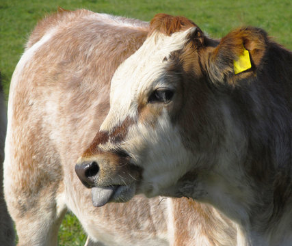 portrait of funny cow showing its tongue