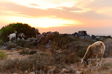 sheep and goats pasture over sunset