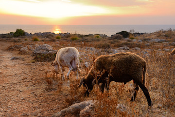 Fototapeta na wymiar sheep and goat pasture over sunset