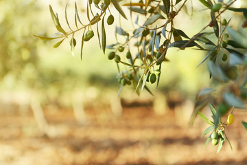 Olijfbomentuin, mediterraan olijfveld klaar voor oogst.