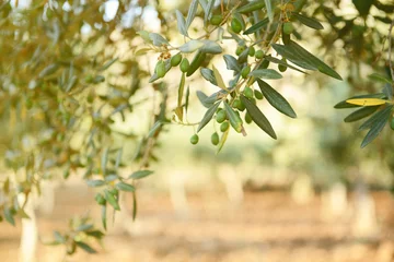 Papier Peint photo autocollant Olivier Jardin d& 39 oliviers, champ d& 39 oliviers méditerranéen prêt pour la récolte.